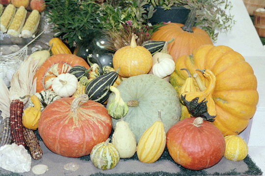 pumpkins and things at the puyallup fair
